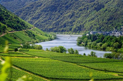 Faire de l'onéotourisme: A la découverte de nouvelles régions viticoles.